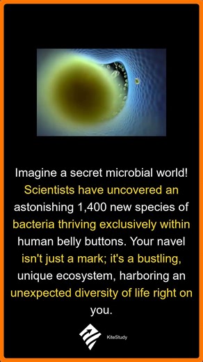 What's In Your Belly Button?! | Shocking Bacteria Discovery