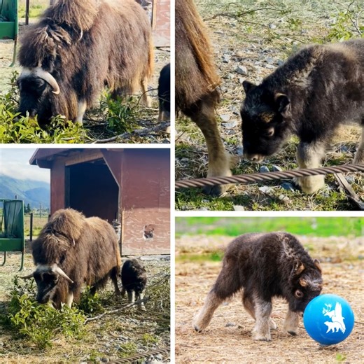 139K views · 4.6K reactions | We have a very special announcement for...