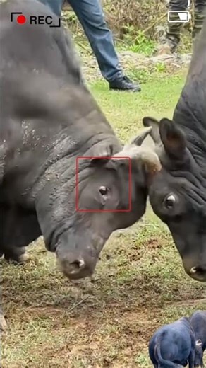 fight between cows🍃🍃#cow #fightingcows#animals #viral