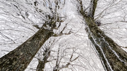 Do trees actually explode from extreme cold?