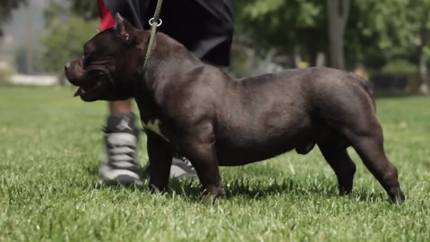 American Bully Kennel - Louis V Line Bullys