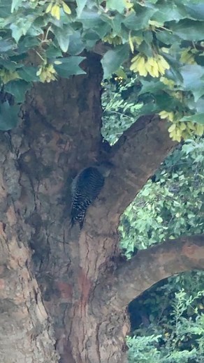 23 reactions | Juvenile woodpecker | Muhammad Saleem | Facebook