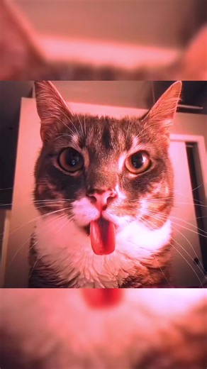 Hedidi is the best (@ryan.buckley58)’s videos with NO PUEDO PARAR - CHRIZZZ & Turkø