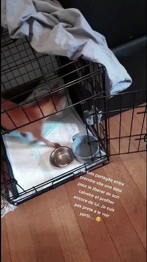 Toupy Toup's. #bestdogever #dogchallenge #dogoftiktok #pourtoi #foryou #foryoupage #adoptdontshop #nonalabandon #animalloverw #loveanimals