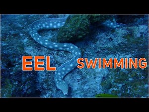 Do garden eels swim under water? Eel swimming!
