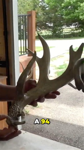Anyone recognize this Sioux Falls Town Buck?? #shedhunting #buckstormsd #trophyroomtakeover