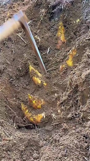 HR (@humor.receeh)’s videos with suara asli - HR