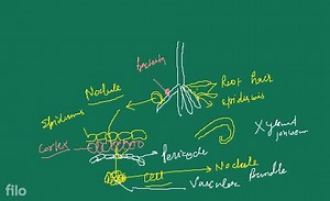 Biology : Plant Physiology (C) Nodule formation : Nodule format... | Filo