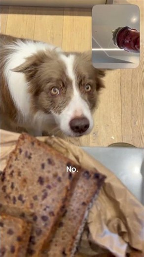 Think This Dog Treat Is Safe?