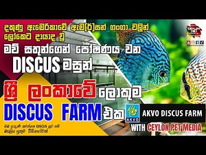 ශ්‍රී ලංකාවේ ලොකුම discus farm එක , The King of Freshwater Aquarium/Tank - Akvo Discus Farm