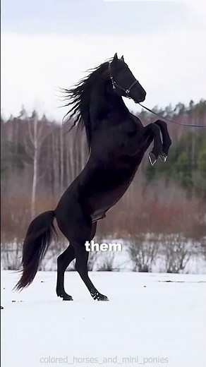 Horse Facts | Fun and Educational #shortsvideo #horseracing