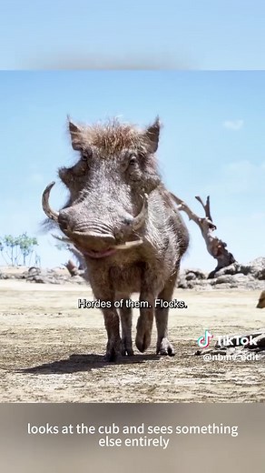 Lion Cub Rescued, Learns Hakuna Matata