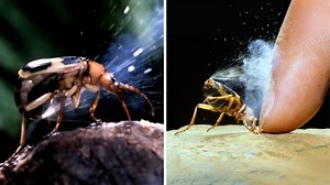 34K views · 1.3K reactions | Bombardier Beetle 者 This Bug SHOOTS Acid! Tiny but totally savage. This bug doesn’t play around. #bombardierbeetle #wildlife #nature #animalfacts | 1 Minute Animals | Facebook