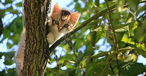 How to keep spiders out of your home as autumn invasion begins