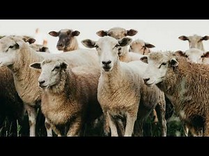 Bleating Sheep Ambient Sound