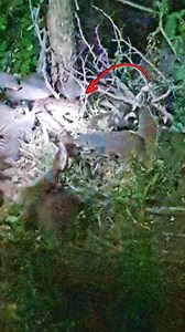 This incredibly brave mongoose gang decided to take the fight to a huge python threatening their family. To save their own they brutally attack it from all sides. | Wild Tings