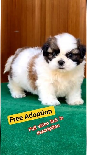 🚨 “Shih Tzu Puppies For Adoption 😍 So Cute You’ll Fall In Love Instantly!” | #newfie #freedog