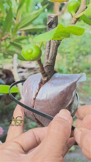 Abi Garden on Instagram: "Propagating fig plant using the air layering method #airlayering #grafting #gardeningtips"