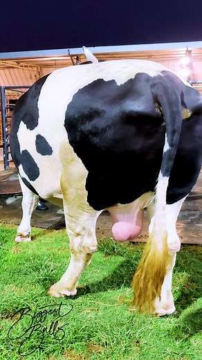 485K views · 3K reactions | Holstein Friesian bull with exceptional muscle and width | Biggest Bulls Photography | Facebook