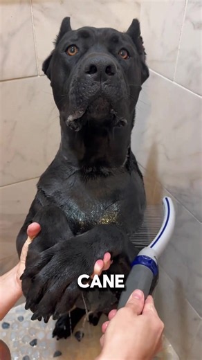 Venom demostró que la confianza, la paciencia y el respeto pueden marcar la diferencia durante una sesión de peluquería. 💪🐶 ¿Te habrías atrevido a trabajar con un perro así? Déjamelo en los comentarios. #CaneCorso #PeluqueríaCanina #PerrosGigantes #DogGrooming #perros