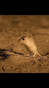 8.4K views · 10K reactions | This mouse is so Intelligent | Wondersofjungle | Facebook