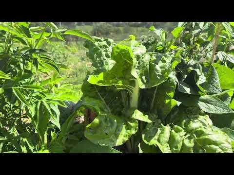 UPDATE: 7 wks since planting Syntropic System