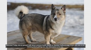 Common Health Issues in Swedish Vallhund Dogs