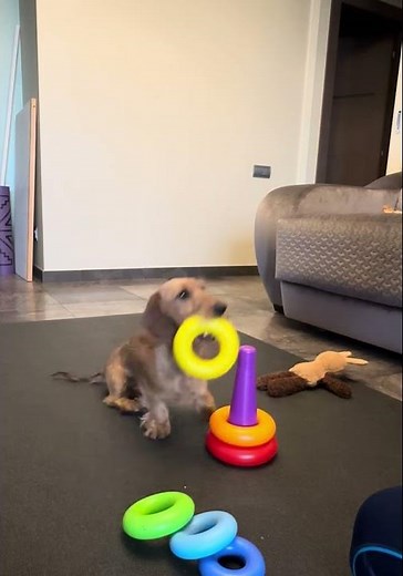 Smart Pupper Assembles A Pyramid || ViralHog