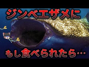 【ゆっくり解説】もしジンベエザメに食べられたらどうなるの？【衝撃】