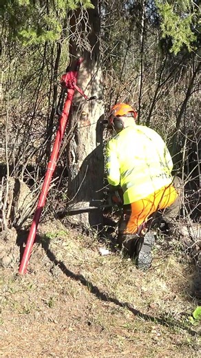 The Exact Moment a Tree Falls #satisfying #precision #chainsaw