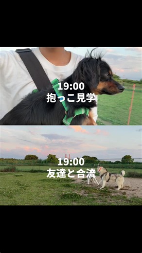 とある1日⌛️ #チワックス #シベリアンハスキー #多当飼い