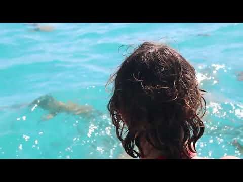 Blue Lagoon Return — Sharks in the Wake