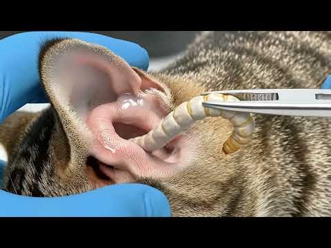 VET RESCUE! EXTREME Mango Worms Extraction Tumbu Fly Larvae VISCERAL PULL & POP 3