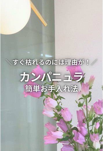 カンパニュラのお手入れ方法と母の日の提案