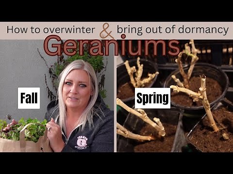 OVERWINTER THEN BRING GERANIUMS OUT OF DORMANCY \\ FALL TO SPRING