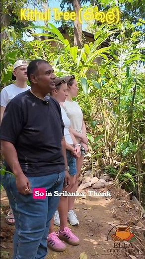 Kithul Tree in Sri Lanka 🌴 | Traditional Treacle Making & Cultural Story