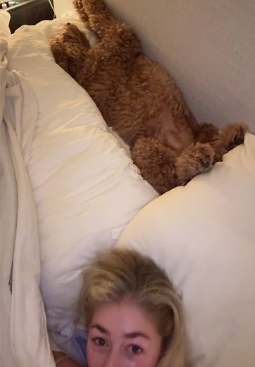 Explore the Adorable Life of Goldendoodles