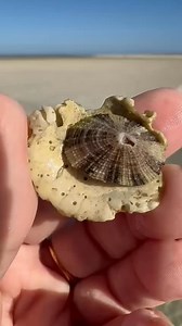 69 reactions · 15 shares | Beautiful alive Limpet. Limpets are...