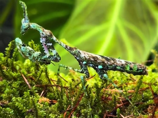 苔藓脑袋