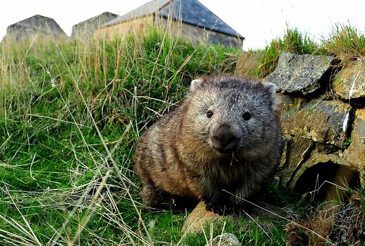 Tasmania road trip itinerary: 9 unmissable stops for families - Holidays with Kids