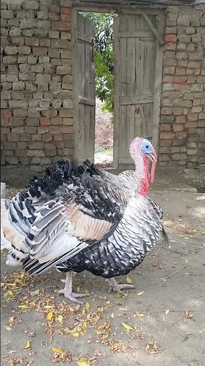The Daily Life of a Turkey Farm Close-Up Look | A Domestic Turkey Beautiful Majestic Turkey Showing.