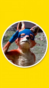 129K views · 2.1K reactions | Si veo a Zorro de Dora la Exploradora se acaba el video  | Google Zorro | Javier Cazarez | Facebook