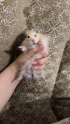 #хомяк #хома #hamster