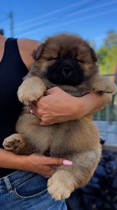 💙🍼💙 LUCCA 💙🍼💙 Happiness is a chubby Chow Chow puppy 💛🐶 #chowchow #chowchowpuppy #chowchowpuppies #chowchowworld #puppy #puppies #doglover #dog #pets @highlight | Xia Jovana Chow