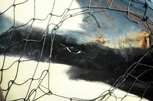 To Catch an Orca