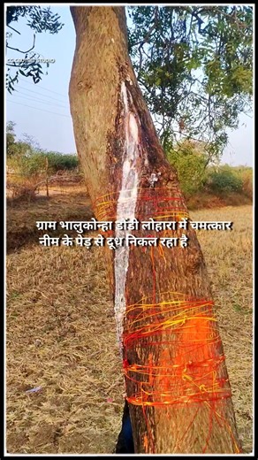 माता रानी का चमत्कार नीम के पेड़ से दूध निकल रहा है // ग्राम भालूकोन्हा डौंडी लोहारा जिला बालोद