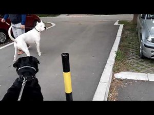 Dogo argentino vs Rottweiler dangerous meeting