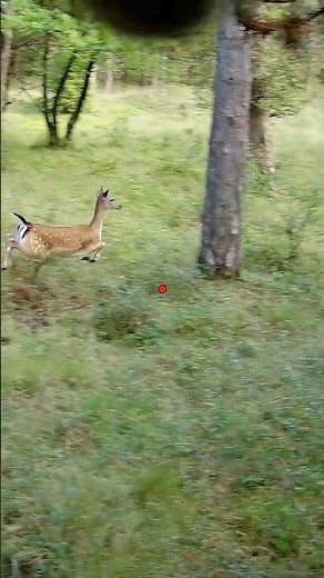 Driven Deer Hunt in Europe