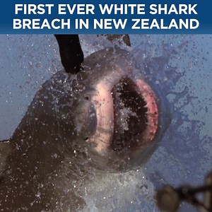 We don't like to brag, but this is probably our coolest Shark Week clip ever! 🦈🤟 | Discovery Channel UK