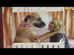 Dog Kissing Booth